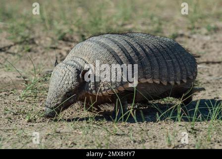 Armadillo in Wüstenumgebung, Halbinsel Valdes, UNESCO-Weltkulturerbe, Patagonien, Argentinien. Stockfoto