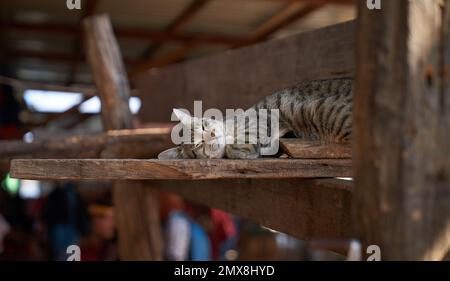 Eine fröhliche gestreifte graue Katze, die in einer traditionellen Werkstatt in Myanmar (Birma) auf Holz schläft. Stockfoto