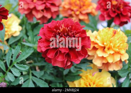 Französische Marigold (Tagetes patula „Strawberry Blonde“) Stockfoto