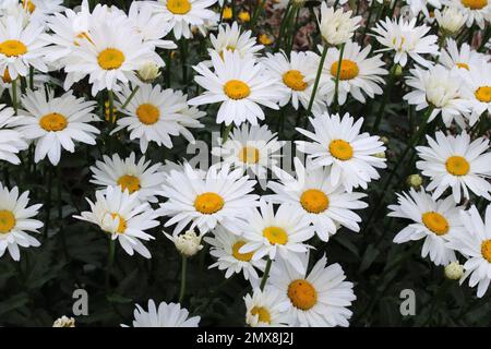 Shasta Daisy (Chrysanthemum Maximum) im Garten. Stockfoto