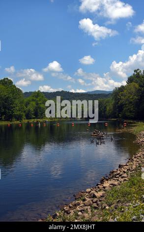 Eine Gruppe kanadischer Gänse ruht auf einem Baumstamm im South Holston River in der Osceola Island Reacreation Area und dem Weir Dam. Stockfoto