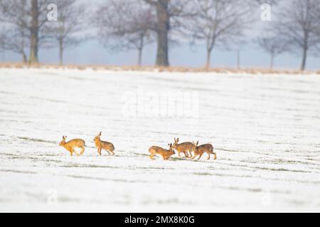 Braunhasen Lepus europaeus fünf Erwachsene auf einem schneebedeckten Ackerland, Suffolk, England, Vereinigtes Königreich Stockfoto