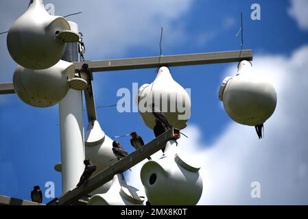 Die Gruppe der Purple Martins singt fröhlich zum blauen Himmel. Sie nisten in den weißen Vogelhäusern, die von Steele Creek Lake Park, Bristol, Tennesse, bereitgestellt werden Stockfoto