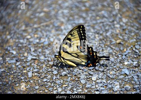 Nahaufnahme zeigt den östlichen Tiger Swallowtail Butterfly, der sich auf dem Schotterweg im Steele Creek Lake Park in Bristol, Tennessee, ruht. Stockfoto