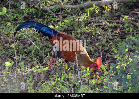 Sri Lanka Junglefowl, Ceylonhuhn, Coq de Lafayette, Gallus lafayetii, ceyloni tyúk, Yala-Nationalpark, Srí Lanka, Asien Stockfoto