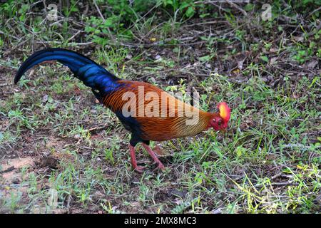 Sri Lanka Junglefowl, Ceylonhuhn, Coq de Lafayette, Gallus lafayetii, ceyloni tyúk, Yala-Nationalpark, Srí Lanka, Asien Stockfoto