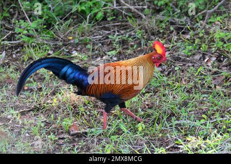 Sri Lanka Junglefowl, Ceylonhuhn, Coq de Lafayette, Gallus lafayetii, ceyloni tyúk, Yala-Nationalpark, Srí Lanka, Asien Stockfoto