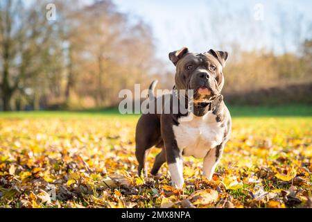 Amerikanischer Bully Dog Stockfoto