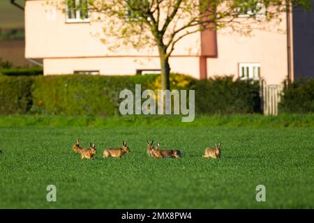 Braunhasen Lepus europaeus sechs Erwachsene auf einem Weizenfeld, Suffolk, England, Vereinigtes Königreich Stockfoto