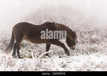 Ein kleines Exmoor-Pony kratzt den Schnee weg, um das Gras darunter zu enthüllen und grast auf Cothelstone Hill, Quantocks, West Somerset Stockfoto