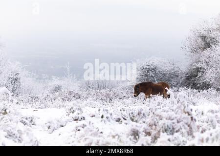 Ein Exmoor-Pony (Equus ferus caballus) steht inmitten der schneebedeckten Vegetation in der Landschaft von Cothelstone Hill, Quantocks, West Somerset Stockfoto