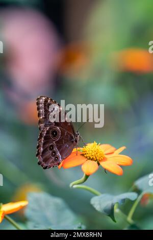 Schmetterling auf einer wilden Blume Stockfoto