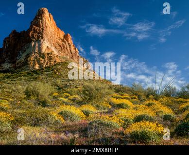 Eulen Klee, Brittlebush, Puerto Blanco Mt., Organ Pipe Cactus National Monument, Arizona Stockfoto