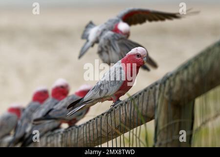 GALAH - Eolophus roseicapilla - auch bekannt als Rosenkakadu, Galah Kakadu, Rosa-grauer Kakadu oder Rosenkakadu, australisches Festland. B Stockfoto