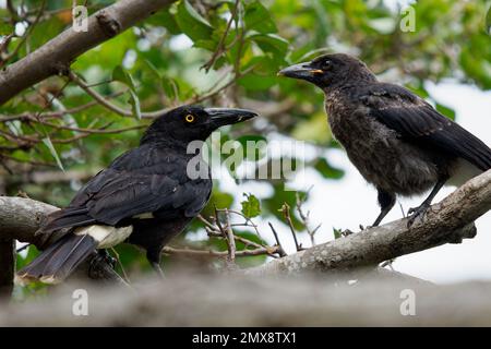 Pied Currawong - Strepera graculina schwarzer Passanten aus dem Osten Australiens, eng verwandt mit den Buttervögeln und der australischen Elster der Stockfoto