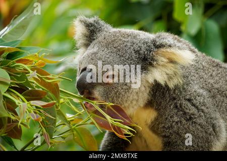 Koala - Phascolarctos cinereus auf dem Baum in Australien, essen, auf Eukaluptus klettern. Süßes australisches typisches kultiges Tier auf dem Ast, das fr Stockfoto