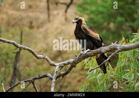 Keilschwanzadler - Aquila audax größter Greifvogel in Australien, auch in Neuguinea und Tasmanien zu finden, brauner, starker Jäger, der von Wüste bis hin zu reicht Stockfoto