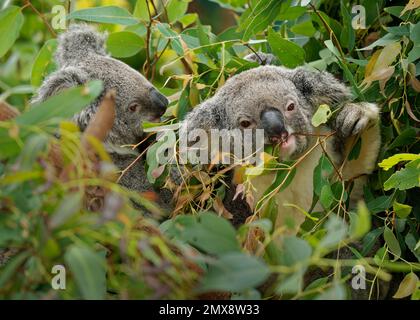 Koala - Phascolarctos cinereus auf dem Baum in Australien, essen, auf Eukaluptus klettern. Zwei süße australische typische, ikonische Tiere auf dem Ast essen Stockfoto