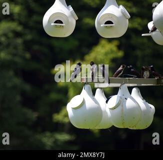 Die Gruppe der Martins ruht auf einem Metallpfahl und hält ihre weißen Vogelhäuser. Vogelhäuser sind Teil des Steele Creek Park, Bristol, Tennessee. Stockfoto