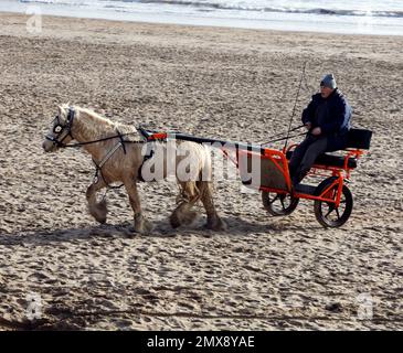 Nach einem Bad im Meer am Strand von Barry Island wurde das nasse palomino-Pony am Trainingskart (Sulky, Roadster) gezogen. Januar 2023. Im Winter. Stockfoto