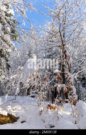 Gemischter Wald mit frischem, schwerem Schnee im Winter, Hala Slowianka, Beskid Mountains, Wegierska Gorka, Polen. Stockfoto