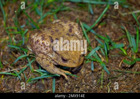 Kröte auf der Suche nach Insekten im Gras in einer warmen und milden Sommernacht in Großbritannien. Stockfoto