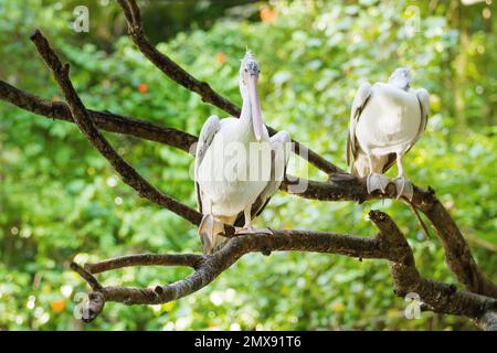 Zwei dalmatinische Pelikane oder Pelecanus crispus sitzen auf Baumästen. Große weiße Vögel bei Sonnenlicht. Stockfoto