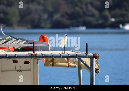 Wasservogel macht eine Mittagspause auf Wanderrouten Stockfoto