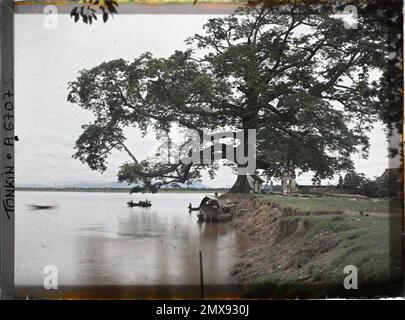 Viet-Tri, Provinz Phu-Tho, Tonkin, Indochina Le Grand Banian (Ficus Indica), in der Nähe des Zusammenflusses des Roten Flusses und des Flusses Clear, Léon in Indochina Stockfoto