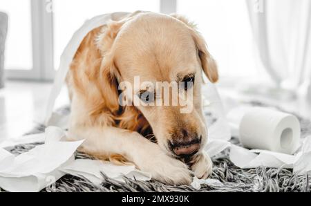 Golden Retriever Dog spielte mit Toilettenpapier im Badezimmer auf dem Boden. Reinrassiges Hundetier, das im Waschraum mit Papiertaschentuch Unordnung macht Stockfoto