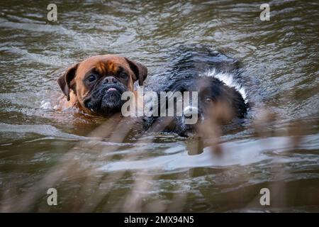 Zwei Gesichter lustiger Hunde im Wasser? Sie schwimmen in einem See Stockfoto