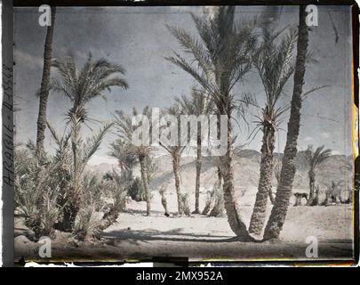 (Französisch - Akaba , Arabie ( actuelle Jordanie ) das une palmeraie vers l' intérieur des terres). Stockfoto