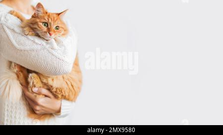 Frau in Strickpullover mit neugieriger Ingwer-Katze. Horizontales Banner mit Kopierbereich auf weißem Hintergrund. Stockfoto