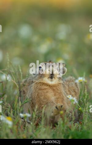 Braunhasen Lepus europaeus juvenile leveret in sommerlichen Blüten, Suffolk, England, Vereinigtes Königreich Stockfoto