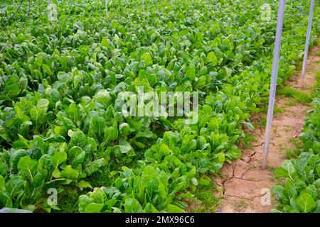 Feld mit grünem Mangold gepflanzt Stockfoto