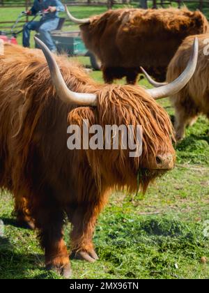 Schottische Rasse rustikaler Rinder. Pelzige Kühe fressen frisches Gras in der Koppel. Stockfoto