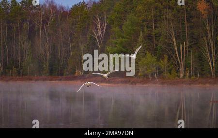 Trompeter schwäne am Little Clam Lake im Norden von Wisconsin. Stockfoto