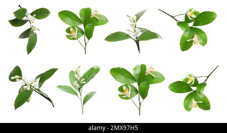 Zweige mit wunderschönen blühenden Zitrusblumen auf weißem Hintergrund. Bannerdesign Stockfoto