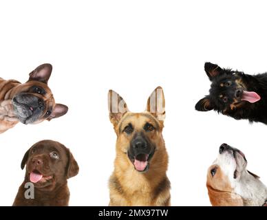 Set mit verschiedenen süßen Hunden auf weißem Hintergrund. Niedliche Haustiere Stockfoto