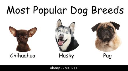 Set verschiedener niedlicher Hunde auf weißem Hintergrund. Die beliebtesten Rassen Stockfoto