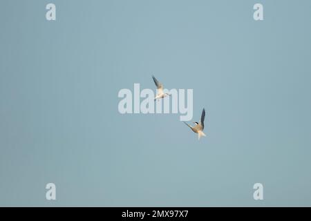 Sterna hirundo, zwei Erwachsene Vögel, die im Flug kämpfen Stockfoto