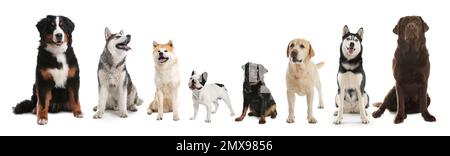 Collage mit verschiedenen Hunden auf weißem Hintergrund. Bannerdesign Stockfoto