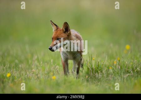Fox Vulpes vulpes adulte in Grassland, Essex, England, Vereinigtes Königreich Stockfoto