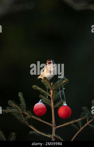 Europäischer Goldfink Carduelis carduelis ausgewachsener Vogel auf einem Weihnachtsbaum, Suffolk, England, Großbritannien Stockfoto