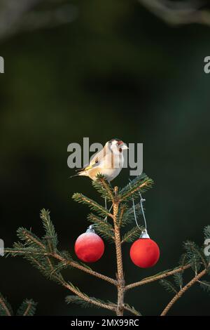 Europäischer Goldfink Carduelis carduelis ausgewachsener Vogel auf einem Weihnachtsbaum, Suffolk, England, Großbritannien Stockfoto