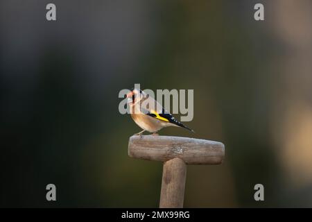 Europäischer Goldfink Carduelis carduelis ausgewachsener Vogel auf einer mattierten Gittergabel, Suffolk, England, Vereinigtes Königreich, Stockfoto