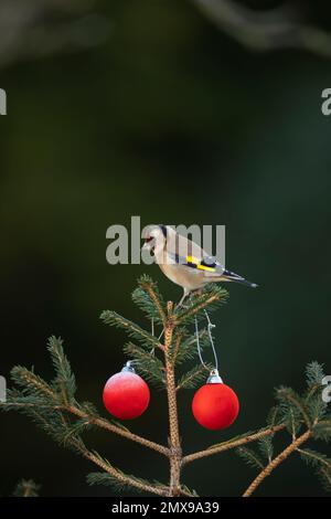Europäischer Goldfink Carduelis carduelis ausgewachsener Vogel auf einem Weihnachtsbaum, Suffolk, England, Großbritannien Stockfoto