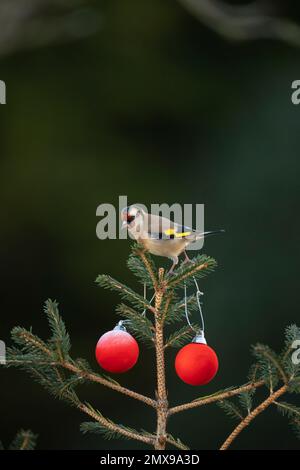 Europäischer Goldfink Carduelis carduelis ausgewachsener Vogel auf einem Weihnachtsbaum, Suffolk, England, Großbritannien Stockfoto