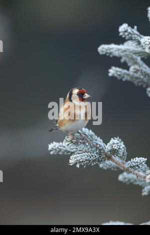 Europäischer Goldfink Carduelis carduelis ausgewachsener Vogel auf einem frostigen Weihnachtsbaum, Suffolk, England, Vereinigtes Königreich, Stockfoto