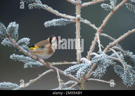 Europäischer Goldfink Carduelis carduelis ausgewachsener Vogel auf einem frostigen Weihnachtsbaum, Suffolk, England, Vereinigtes Königreich, Stockfoto